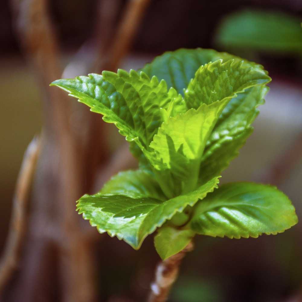 薄荷草本植物叶子绿色