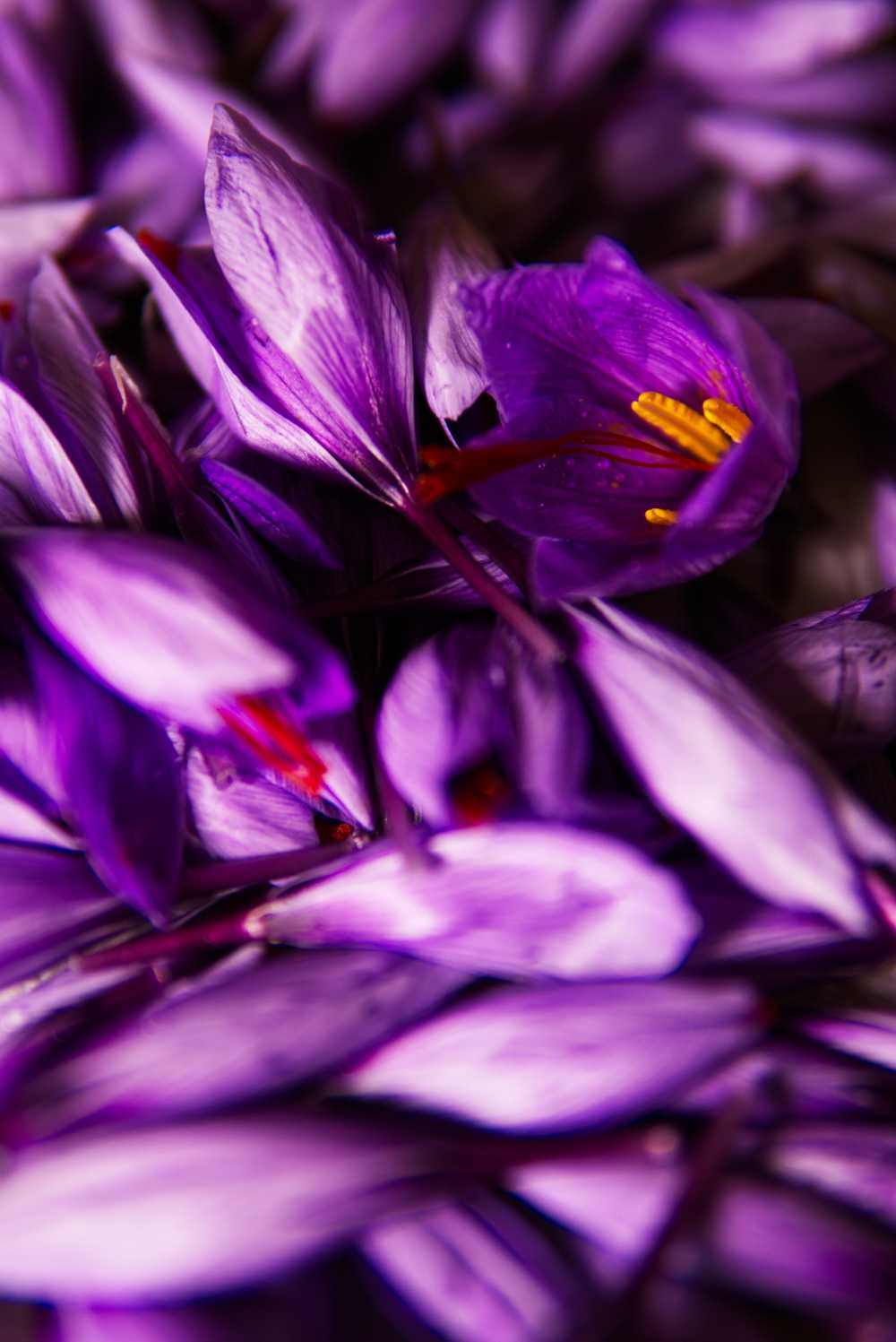 藏红花香料花蕊花蕊