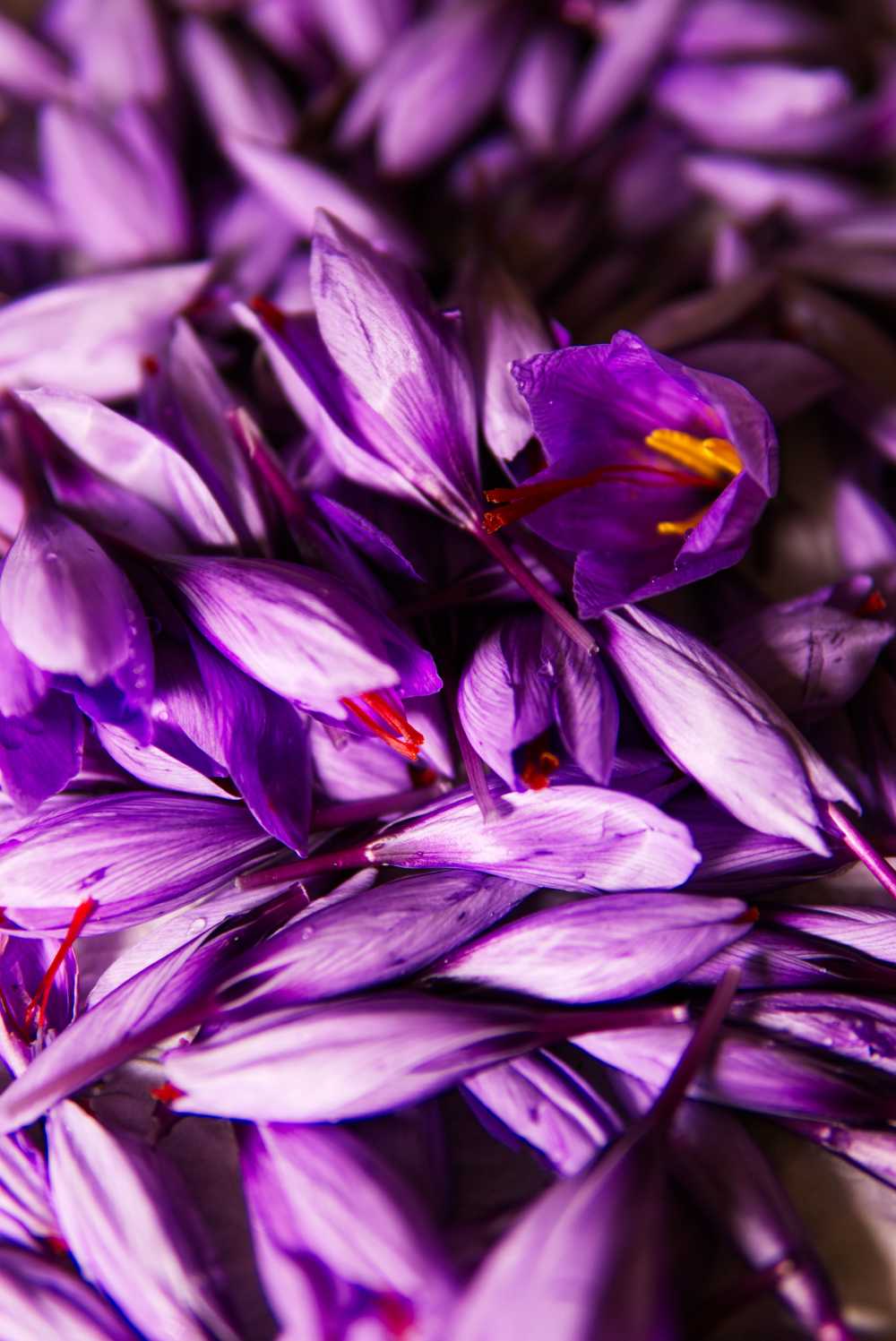 藏红花香料花蕊花蕊