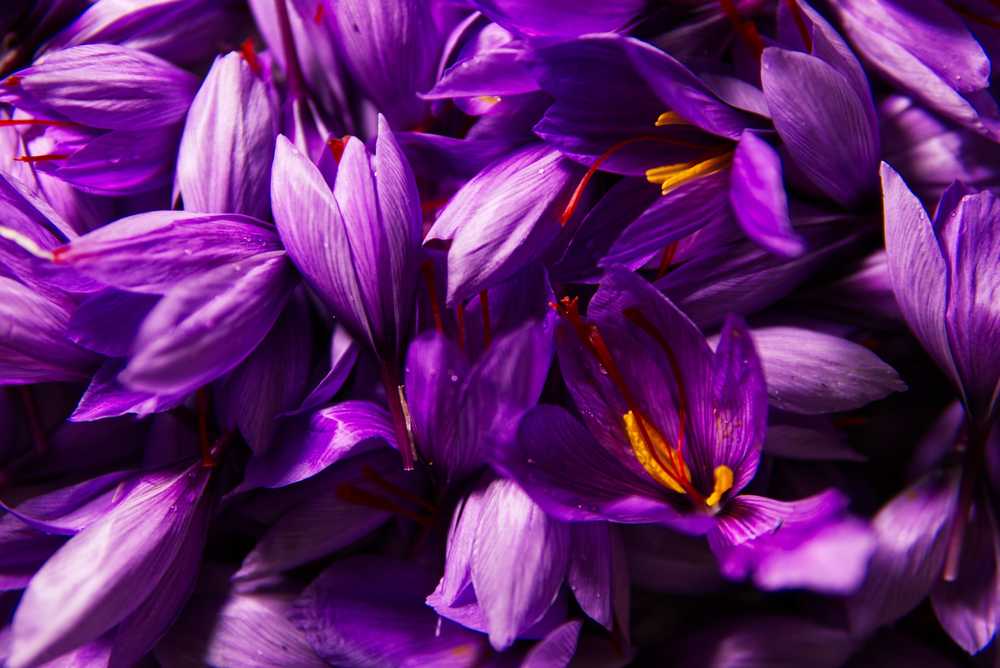 藏红花香料花蕊花蕊
