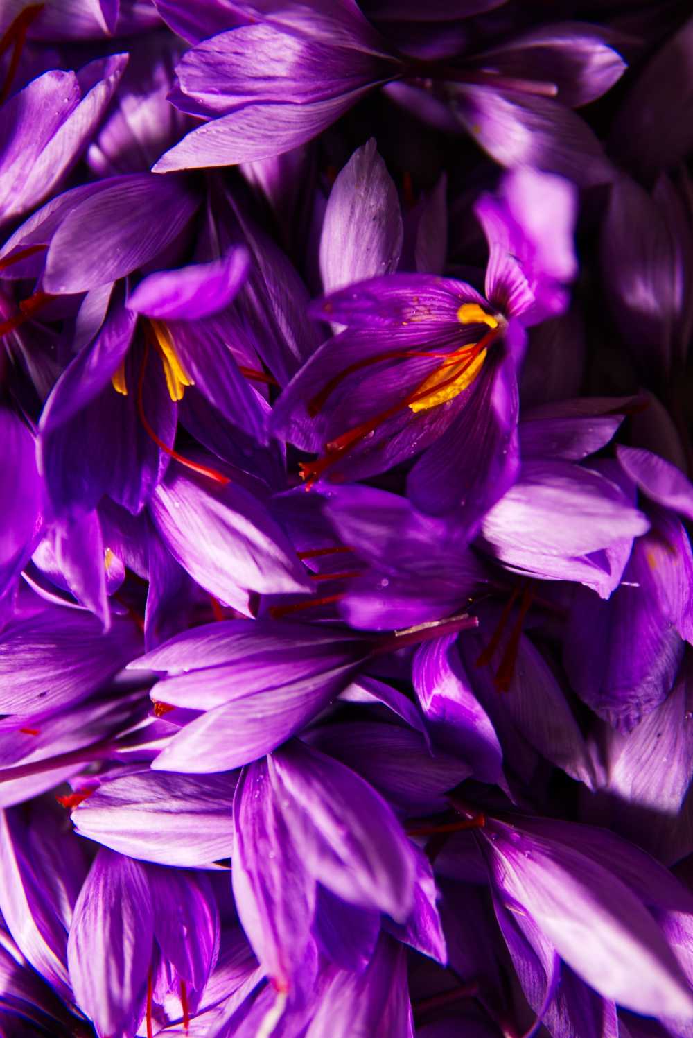 藏红花香料花蕊花蕊