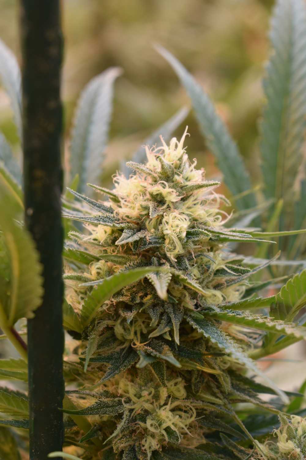 大麻大麻花杂草