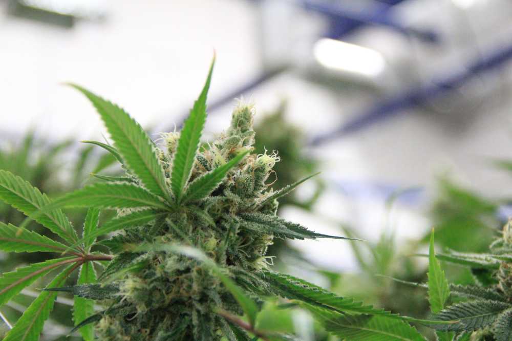 大麻锅草本植物杂草