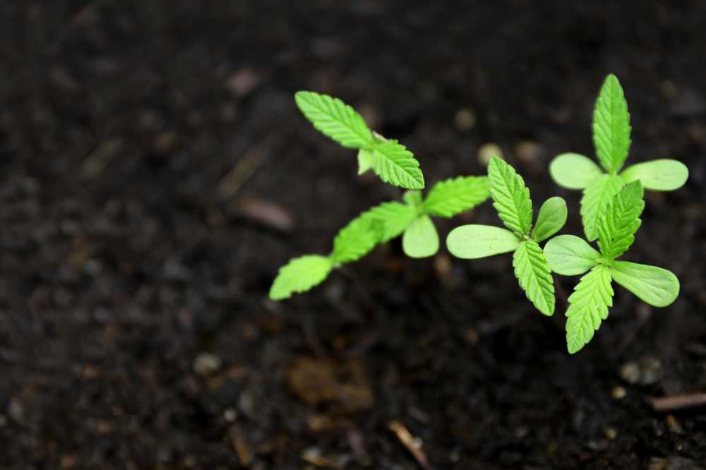 大麻绿色农场合法化医疗