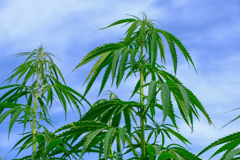 大麻作物农业插头