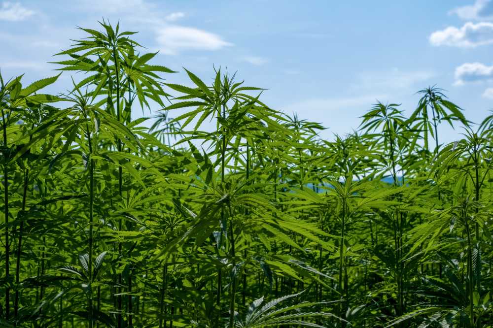 大麻作物农业麻
