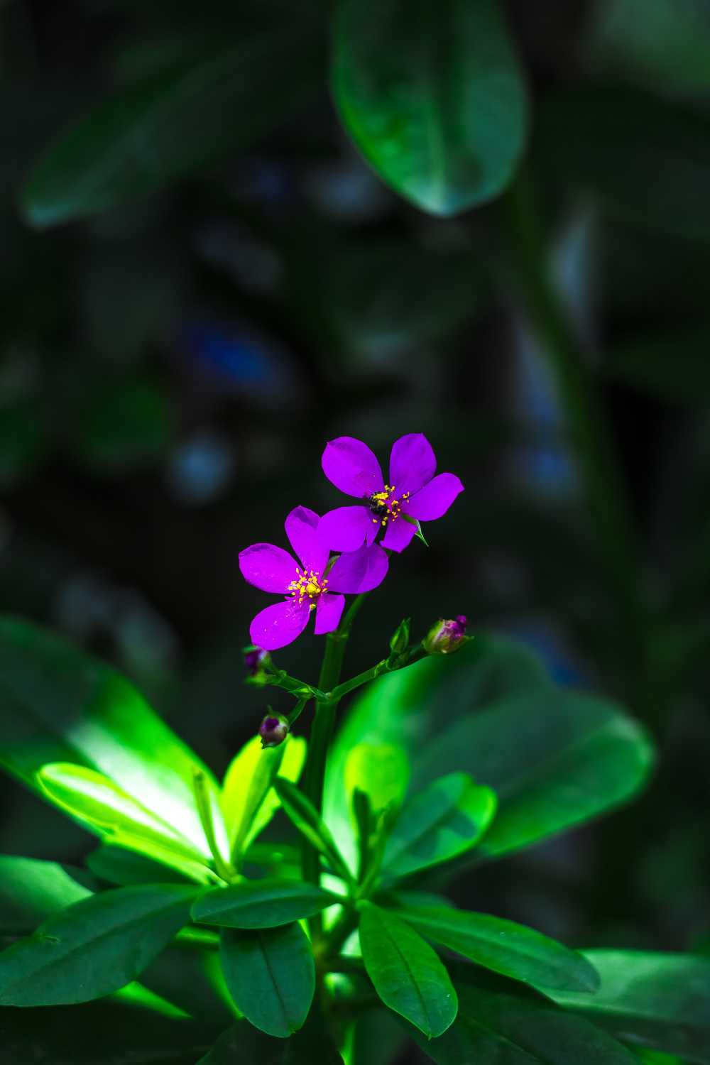 花黄色向日葵自然