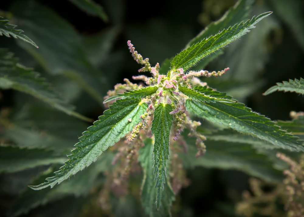 开花种子野草绿色