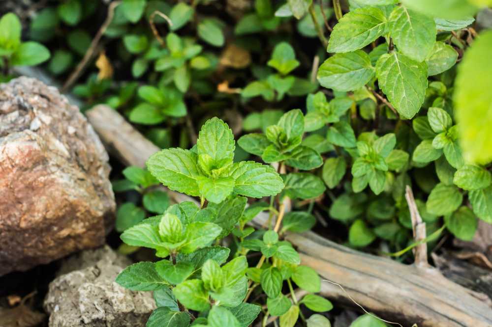 花园字段植物自然