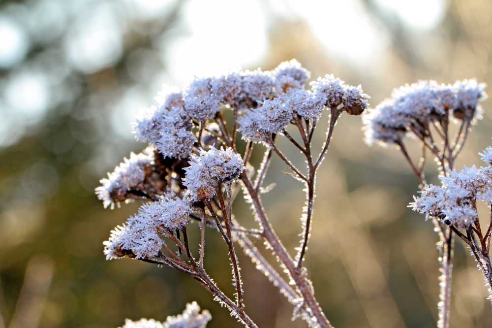 野生植物褪色草雪