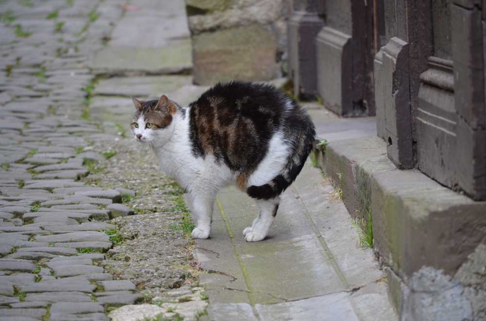 猫法国街乡村