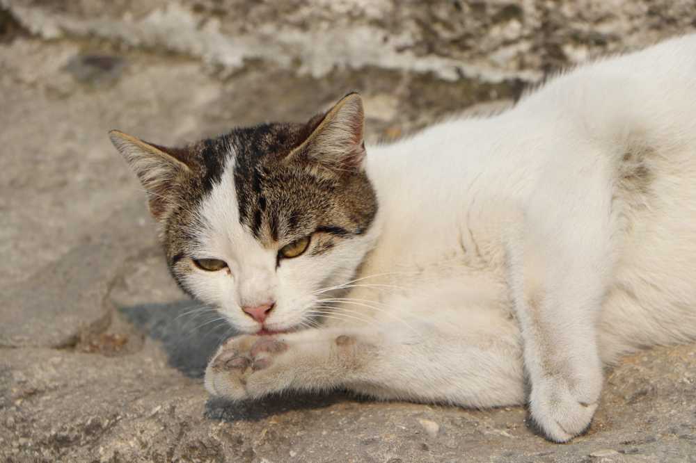 猫美丽可爱动物