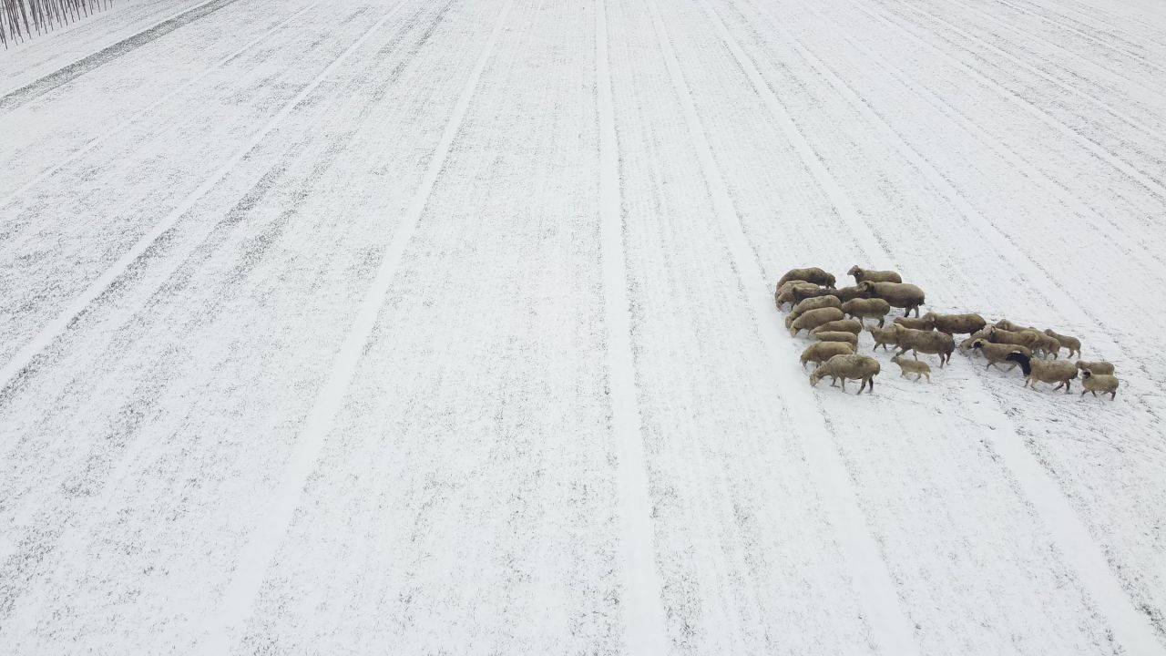 雪地放养人