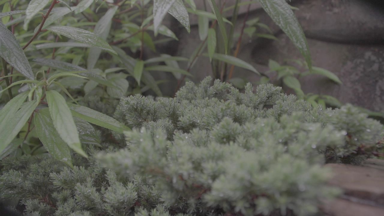 植物景观