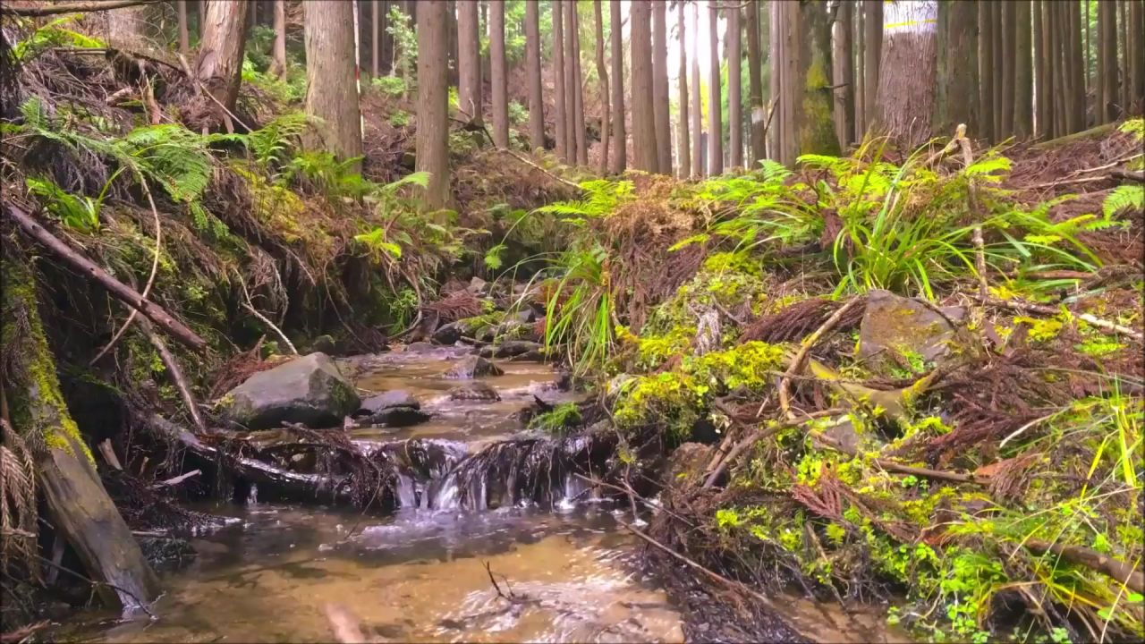 森林水过独身生活性质树木瀑布级联景观绿色河木日本水域