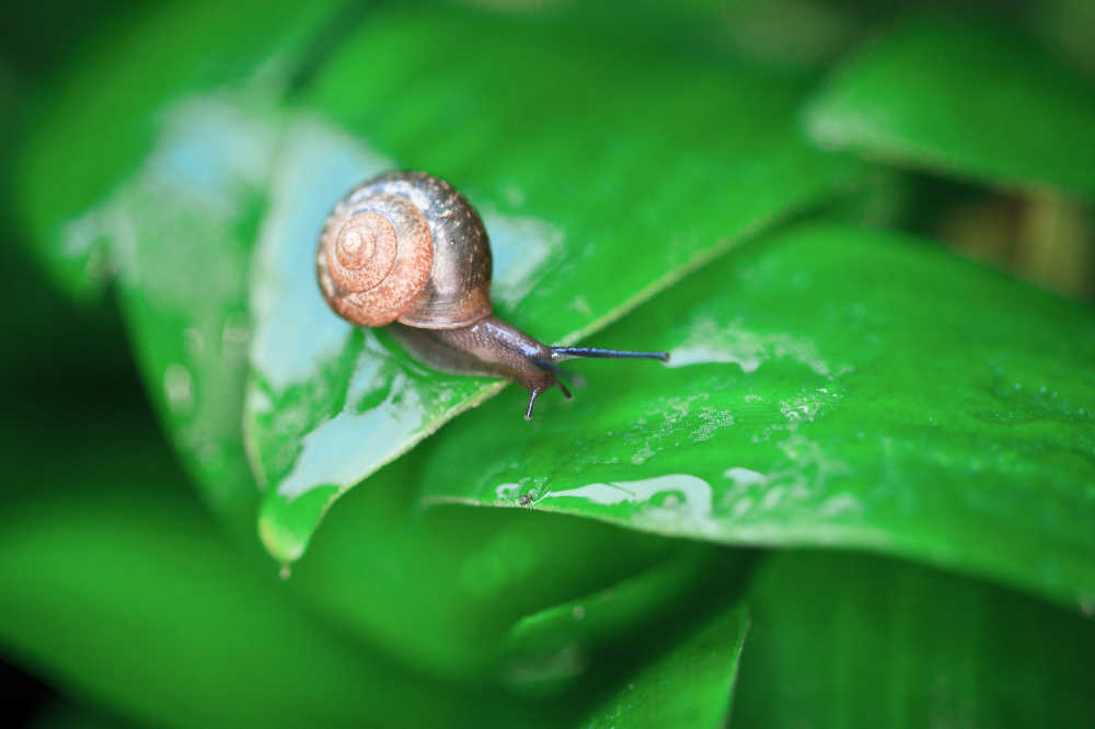 雨后蜗牛