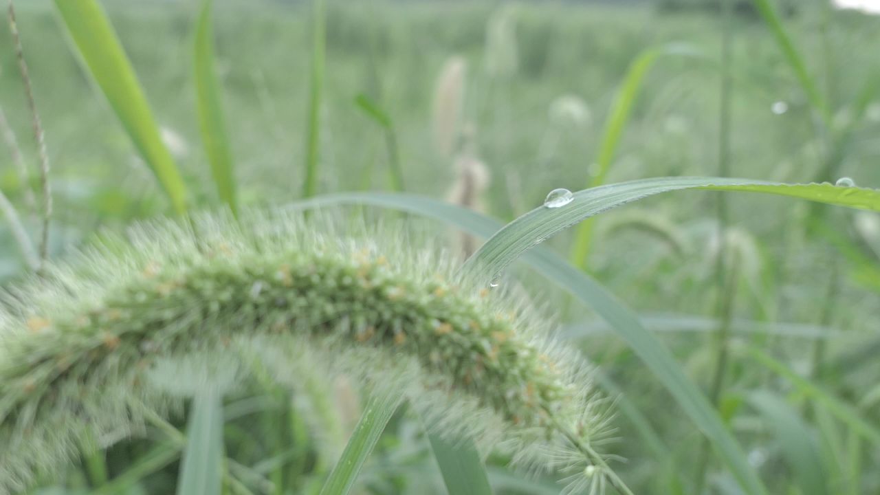 早晨晨露