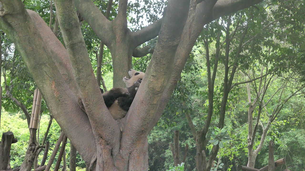 熊猫打哈欠