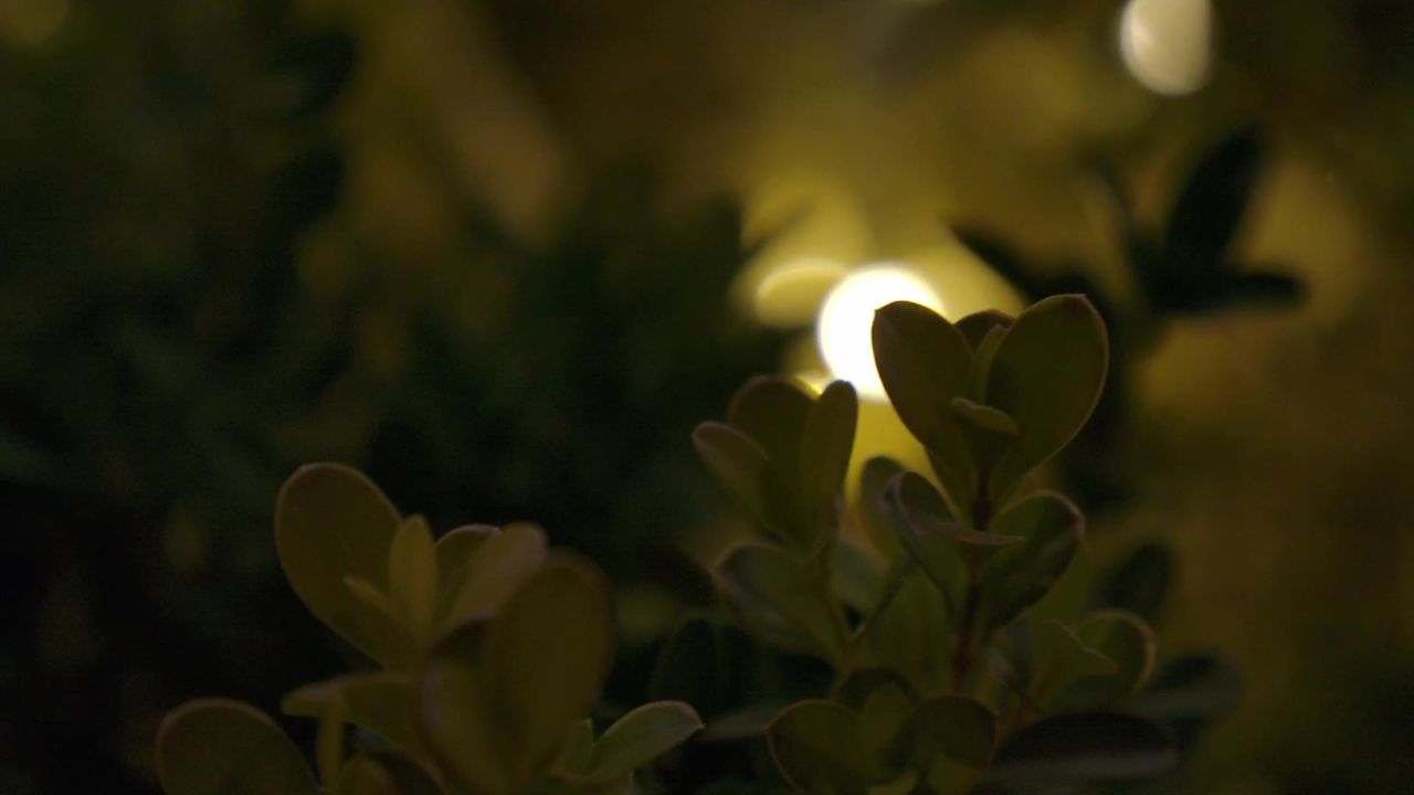灌木丛里的小夜灯