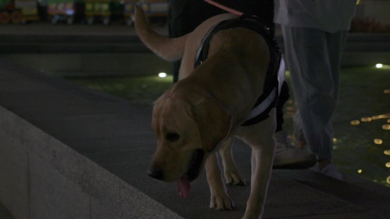 狗狗