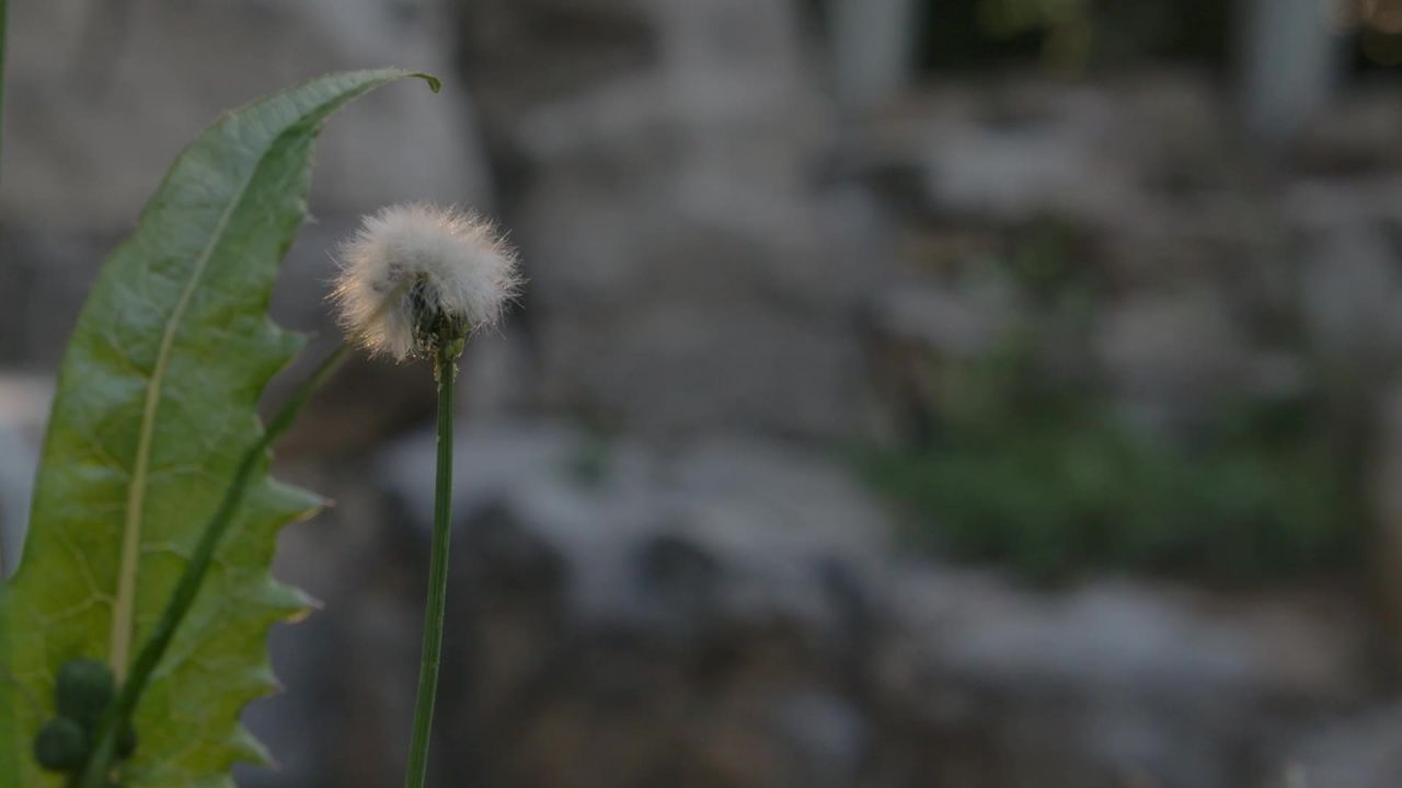蒲公英