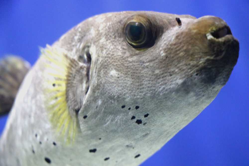 海洋生物—狗头鱼