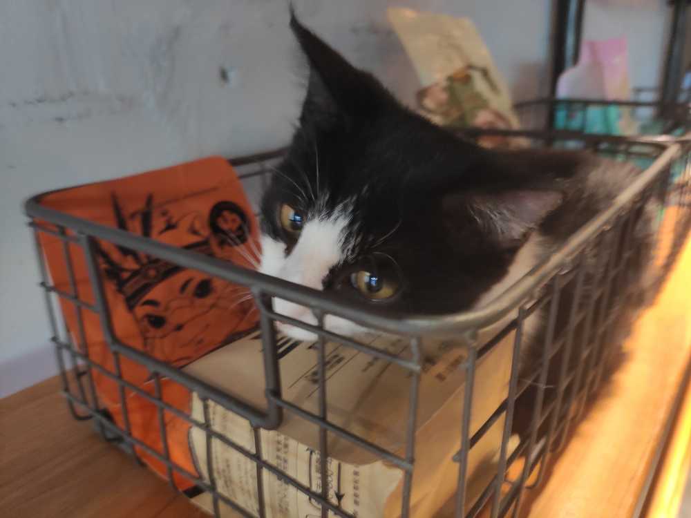 黑猫