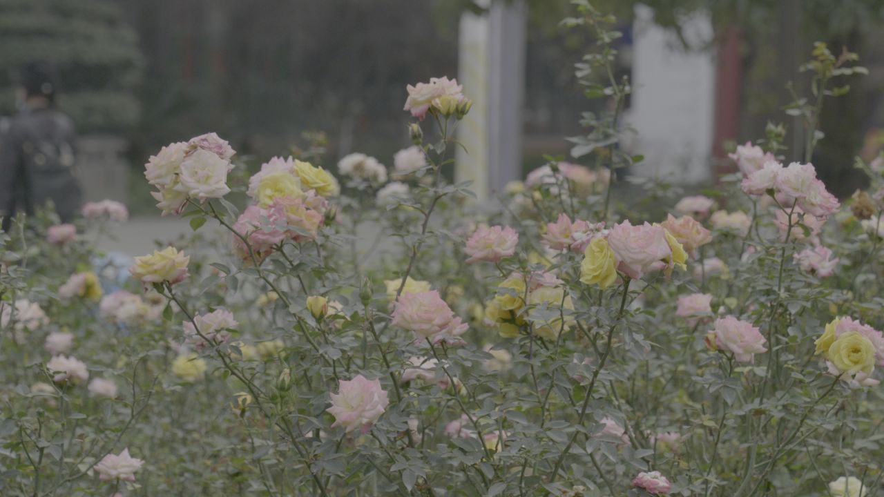 植物摇曳 4:2:2 10bit原片