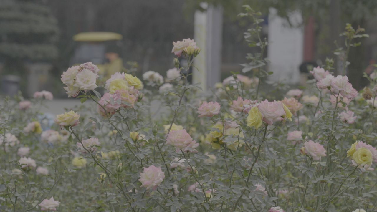 植物摇曳 4:2:0 8bit原片