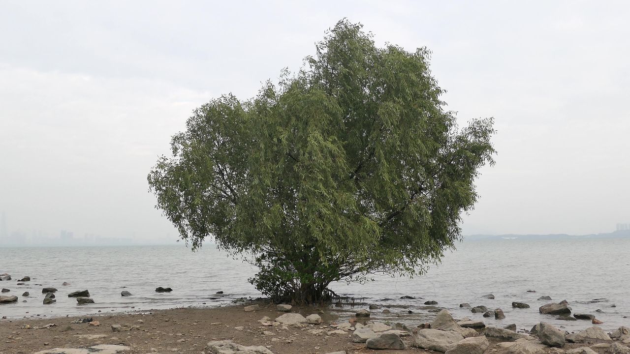 深圳湾风吹树