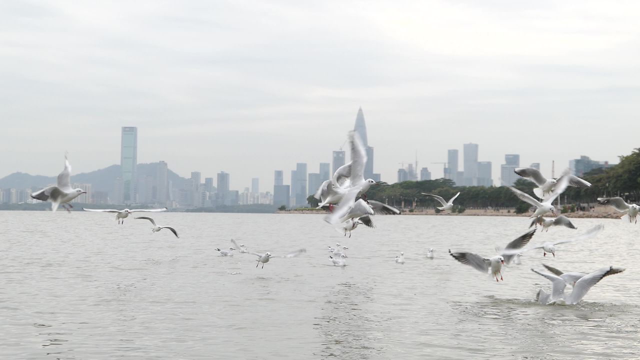 深圳湾海鸥