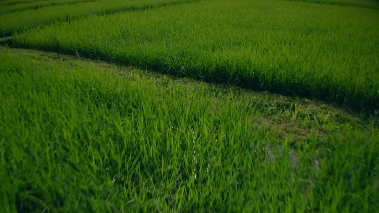 田地