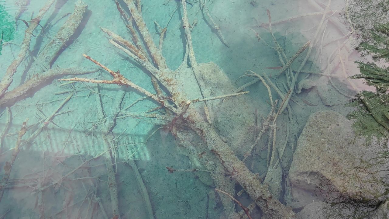 沉木水中游