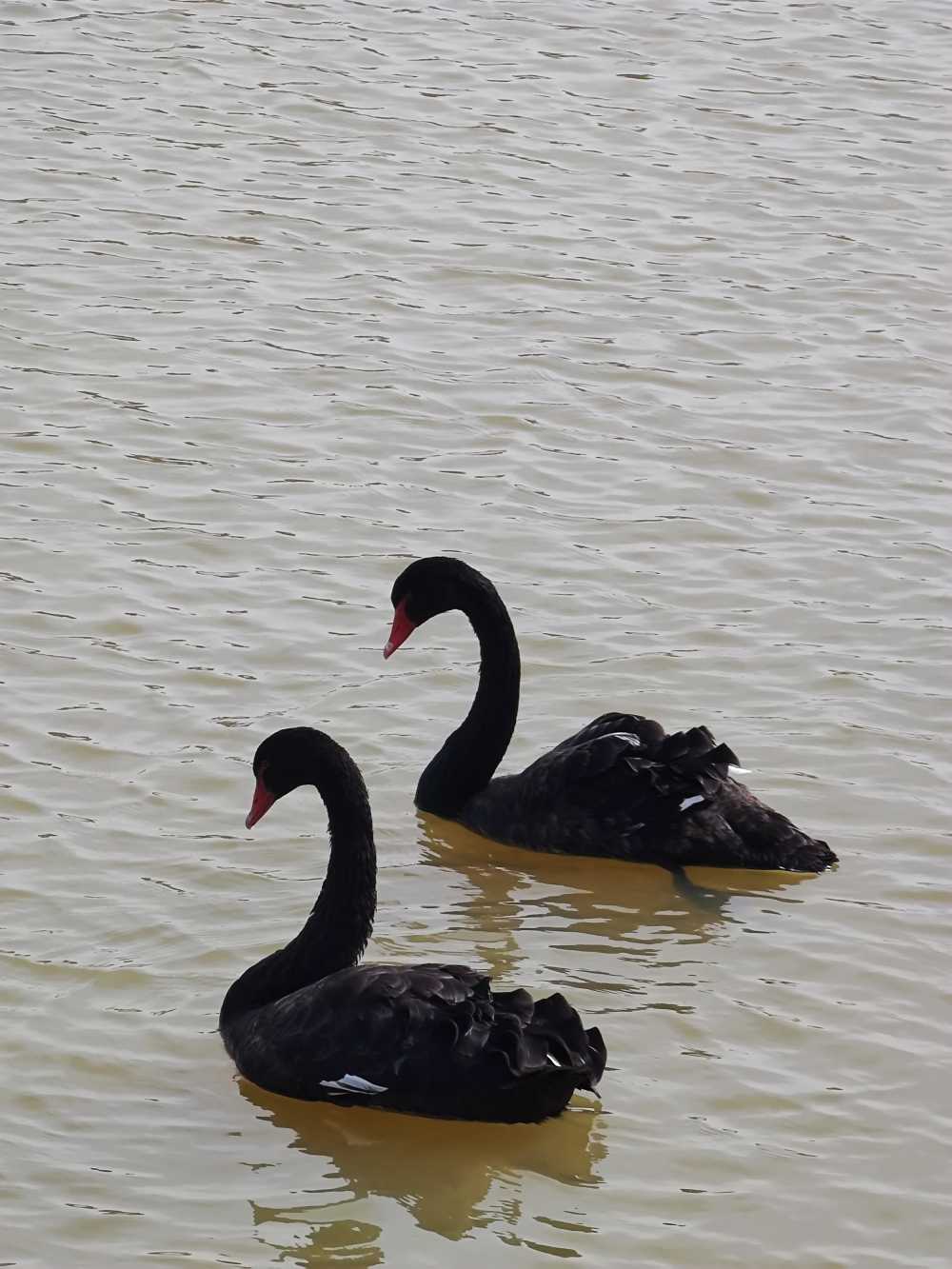 两点鸳鸯