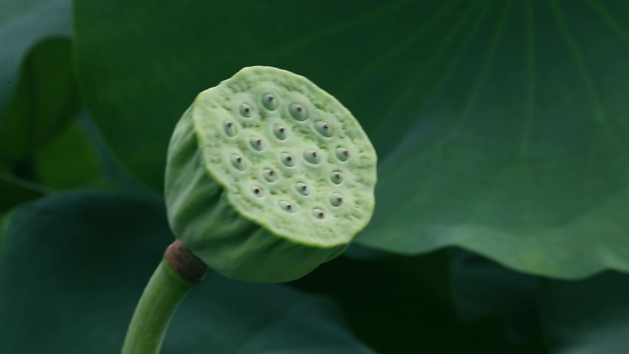 莲子
