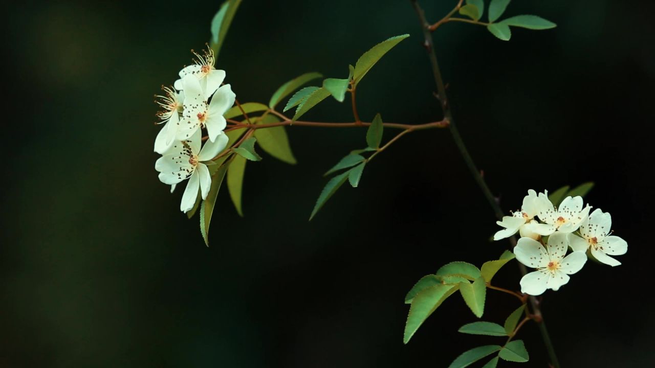 野花