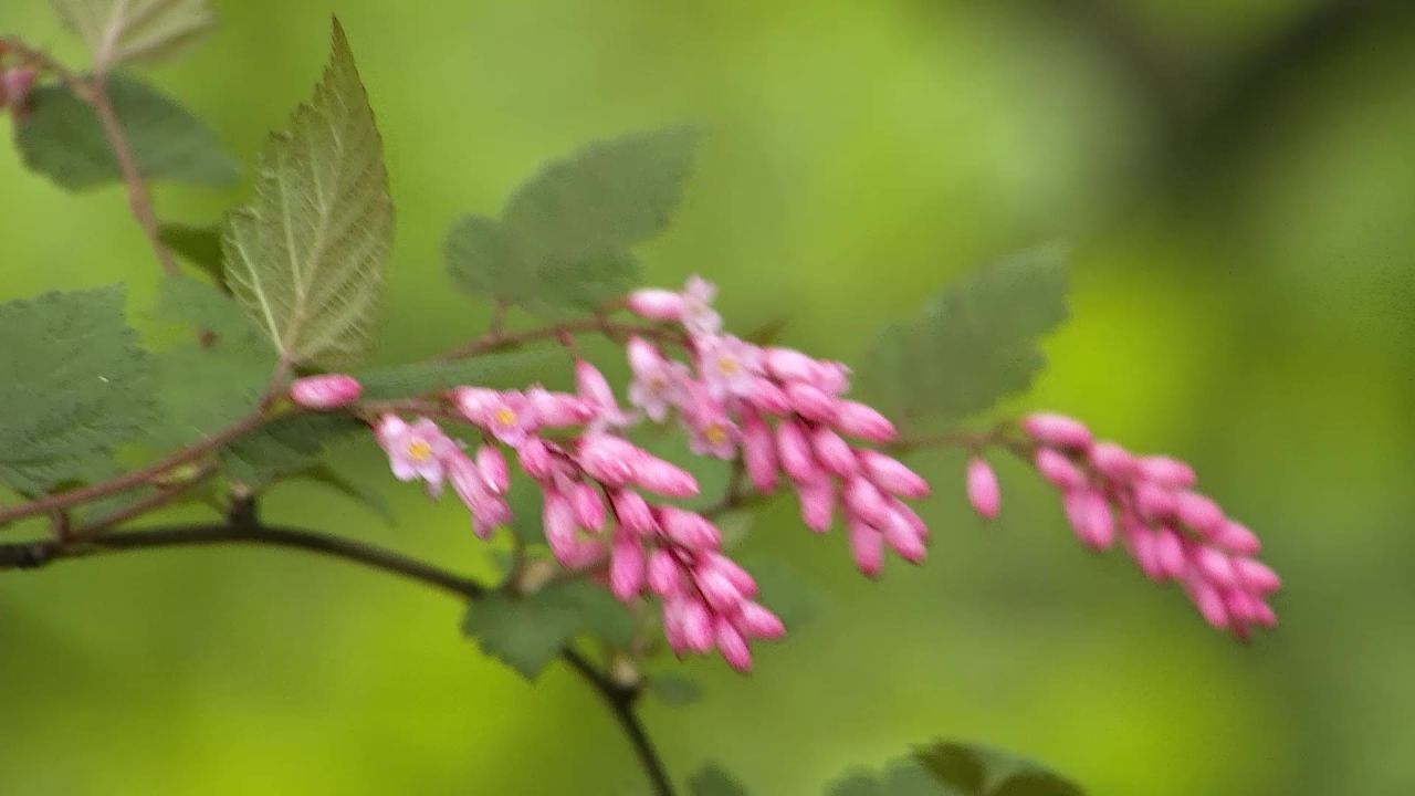 小野花