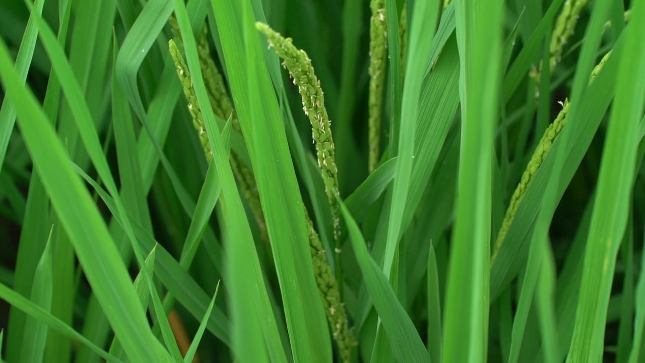 稻花