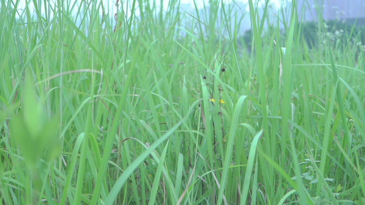 草