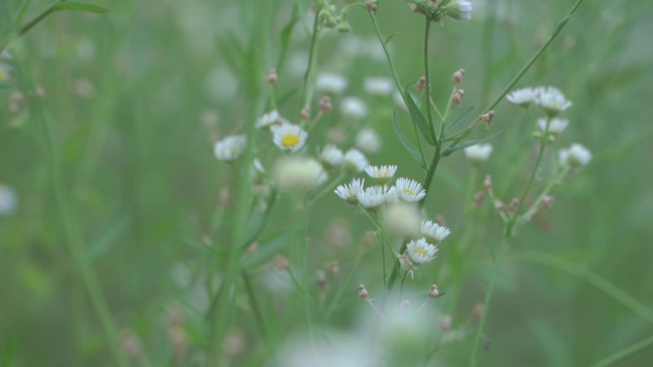小野花