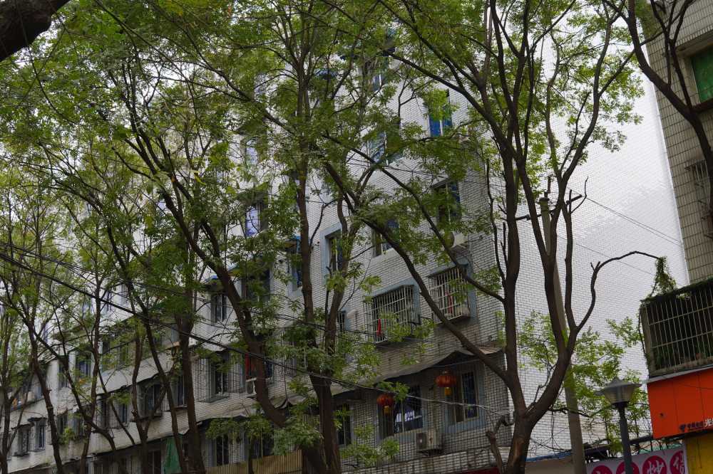 树林