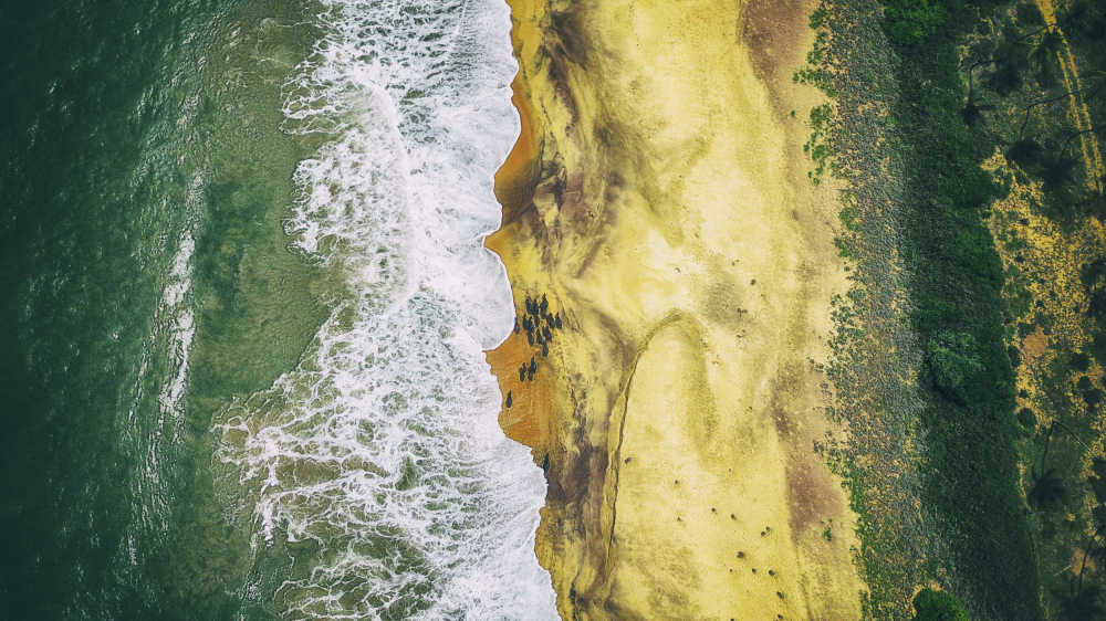 海与牛