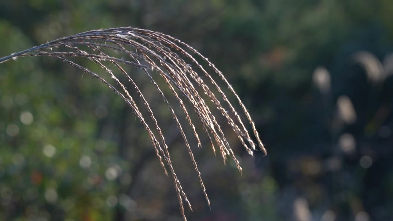 唯美逆光草地芦苇