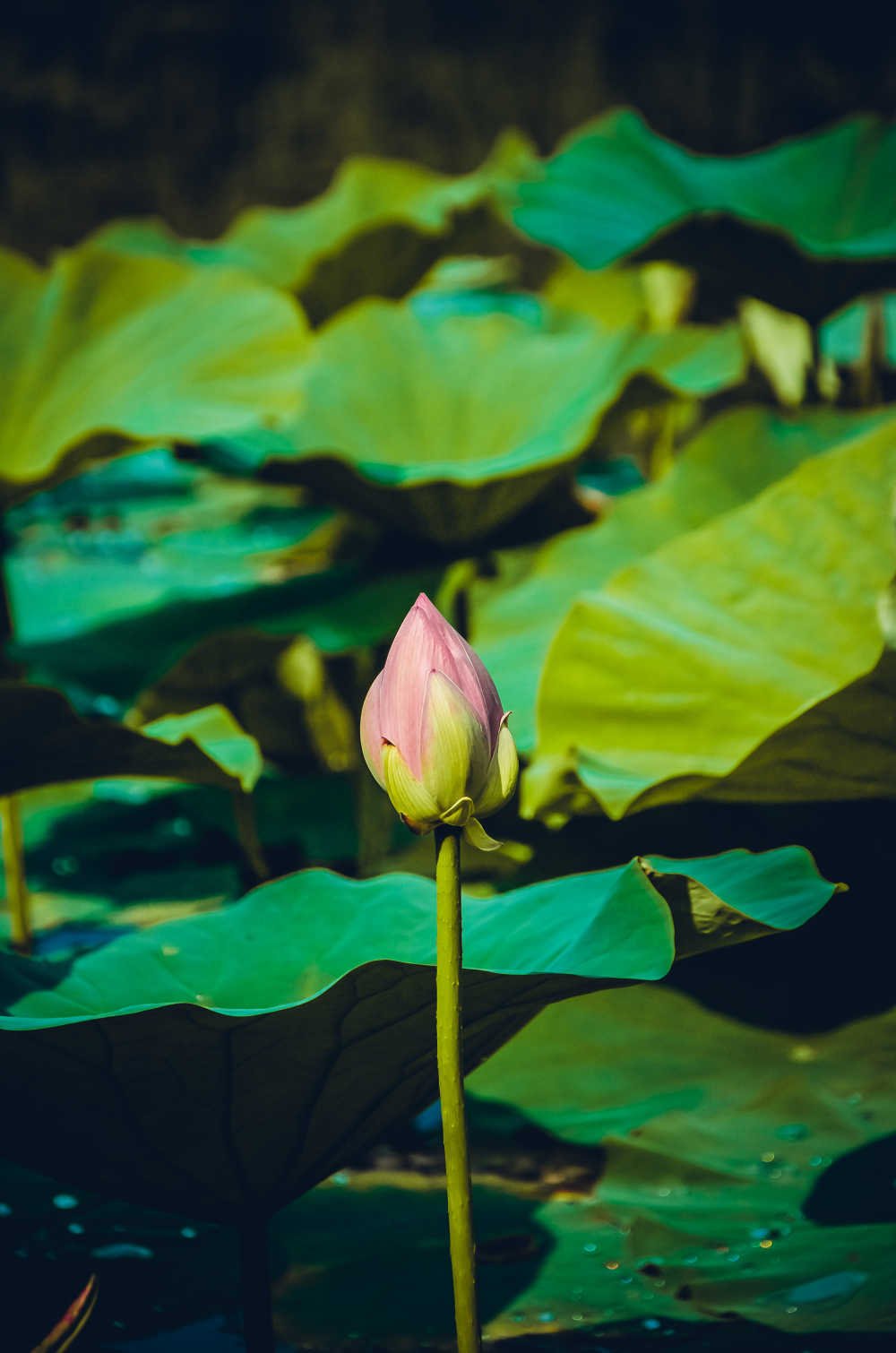 莲花岛游玩