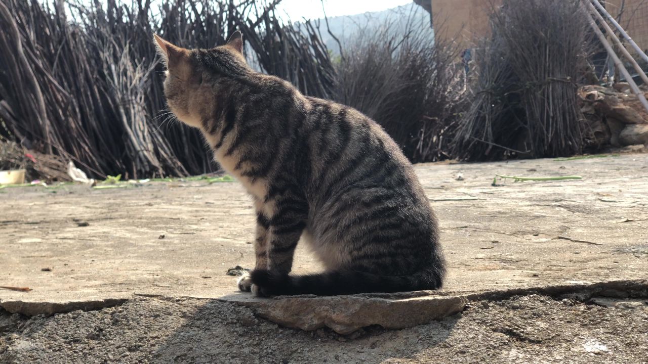 小猫