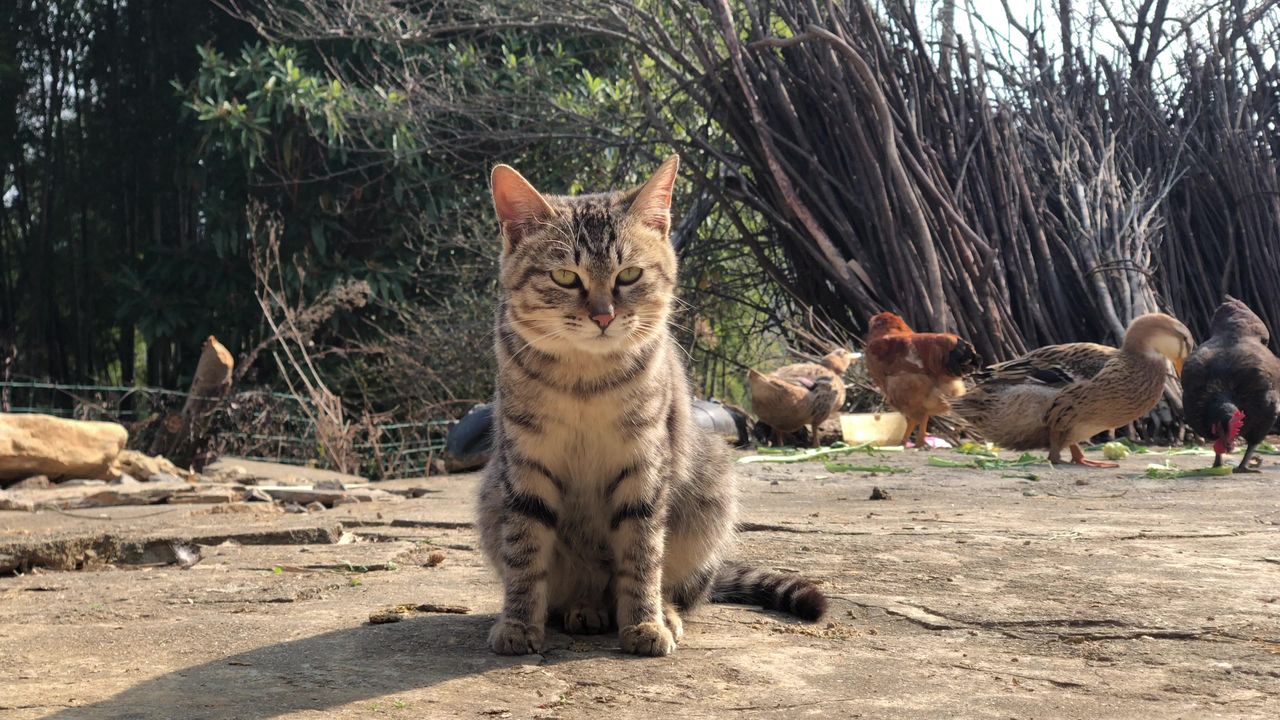 小猫