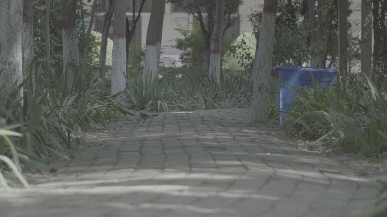 4K鸽子Slog3