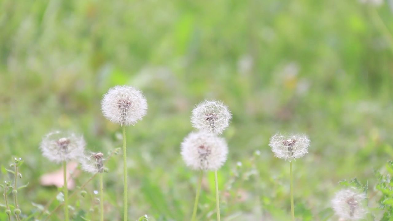 吹散的蒲公英