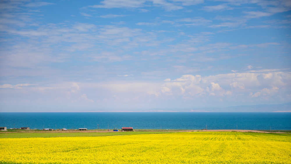 青海湖边油菜花开
