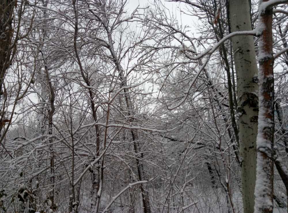新大的雪